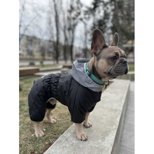 Як правильно підібрати одяг французькому бульдогу та не помилитись з розміром