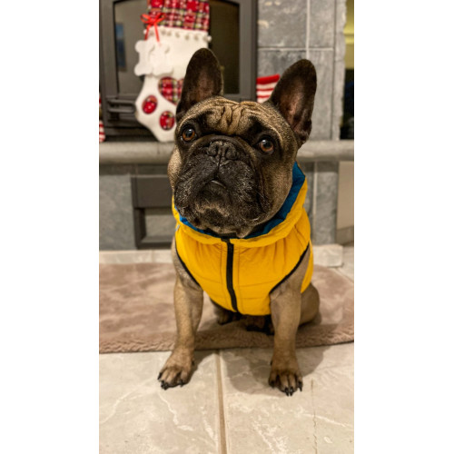 Ультралёгкая двусторонняя куртка-жилет для собак AiryVest "Colors of Freedom" жёлто-голубая