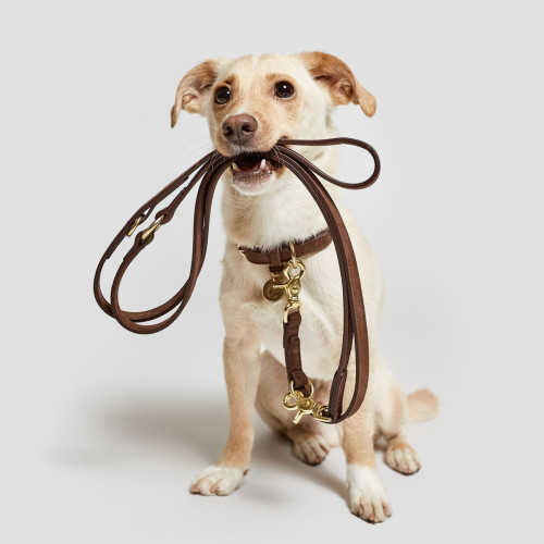 Ошейник для собак Cloud7, Tiergarten, коричневый