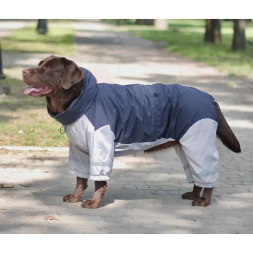 Дощовик для собак – який обрати: повний гід для власників у 2026 році