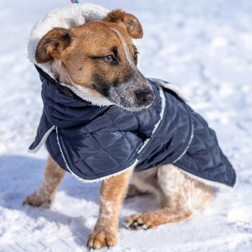 Жилет для собак Dogs Bomba GL-6 Синий на липучке