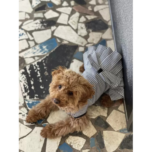 Сукня для собак з бантом у смужку O-91