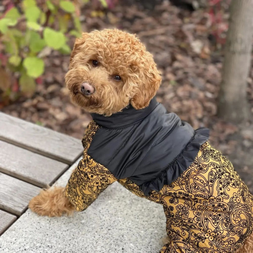 Зимний комбинезон для собаки с закрытым животиком (для девочек) GoodBoy