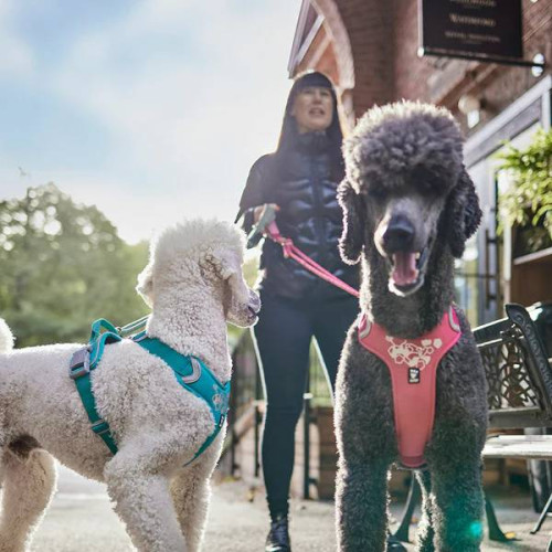 Шлейка для собак Hurtta, Weekend Warrior, бирюзовая