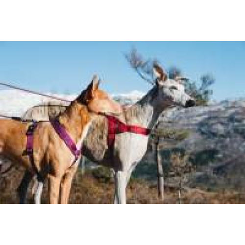 Шлея для собак Hurtta, Casual Harness ECO, рожева