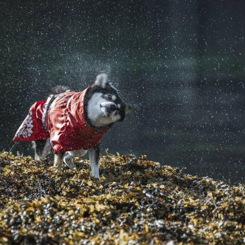 Дождевик для собак Hurtta Monsoon Coat ECO, оранжевый