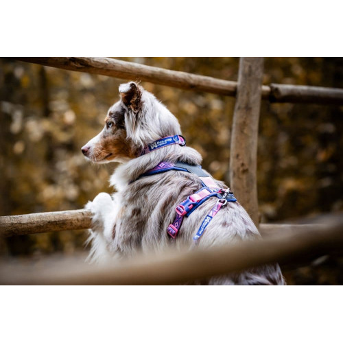 Ошейник для собак Non-stop dogwear, Trail Quest, фиолетовый/розовый