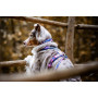 Ошейник для собак Non-stop dogwear, Trail Quest, фиолетовый/розовый