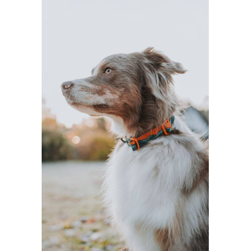 Ошейник для собак Non-stop dogwear, Trail Quest, бирюзовый/дуб