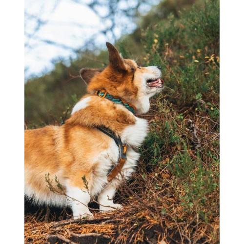 Ошейник для собак Non-stop dogwear, Trail Quest, бирюзовый/дуб