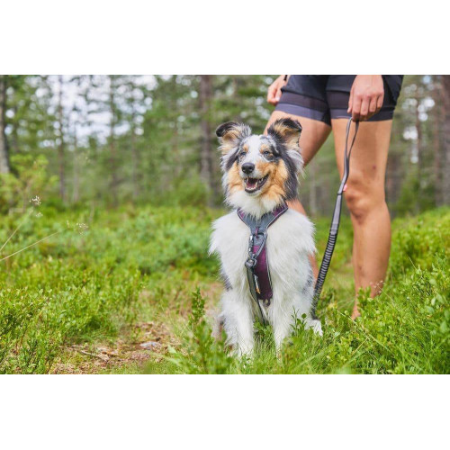 Шлейка для собак Non-stop dogwear, Line harness, фиолетовая