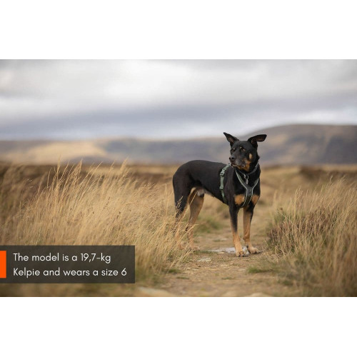 Шлейка для собак Non-stop dogwear, Line harness, зеленая