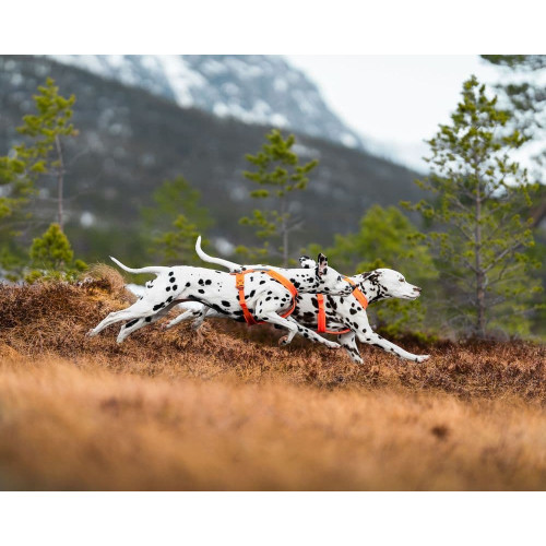 Шлейка для собак Non-stop dogwear, Line harness, оранжевая