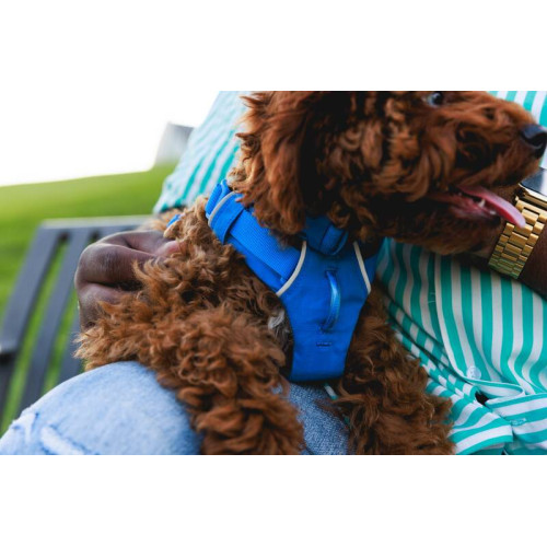 Нашийник для собак Ruffwear, Front Range™, синій