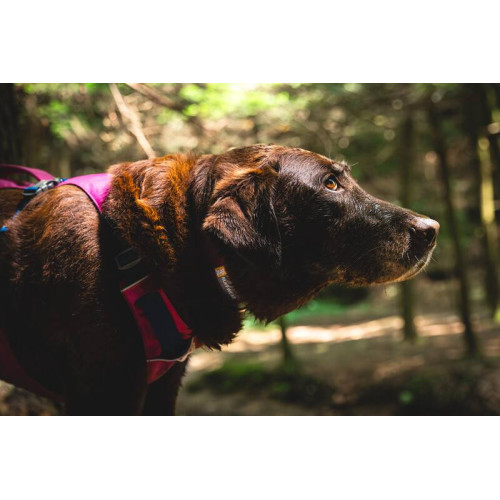 Шлейка для собак Ruffwear, Flagline, малиновая