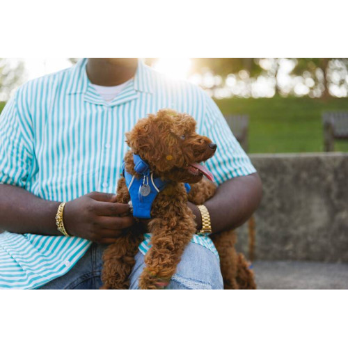 Шлейка для собак Ruffwear, Front Range®, синяя