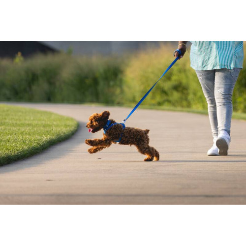 Шлейка для собак Ruffwear, Front Range®, синяя