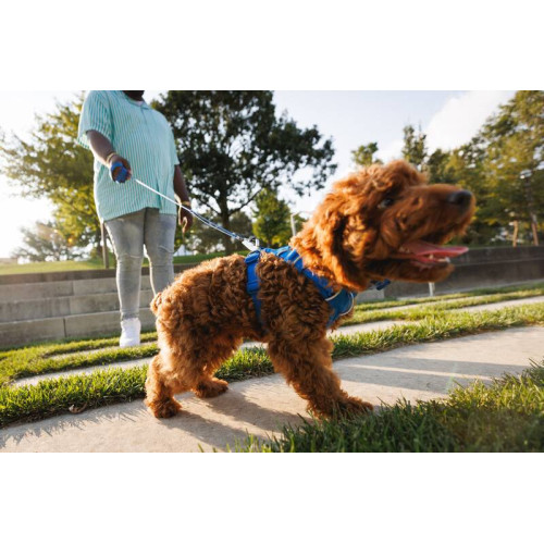 Шлейка для собак Ruffwear, Front Range®, синяя