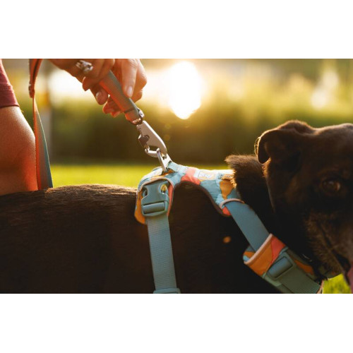Шлейка для собак Ruffwear, Front Range, бирюзово-оранжевая