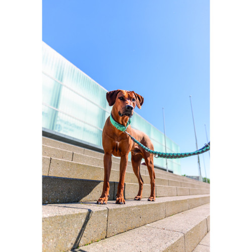 Поводок для собак Trixie Cavo регулируемый аква-графит