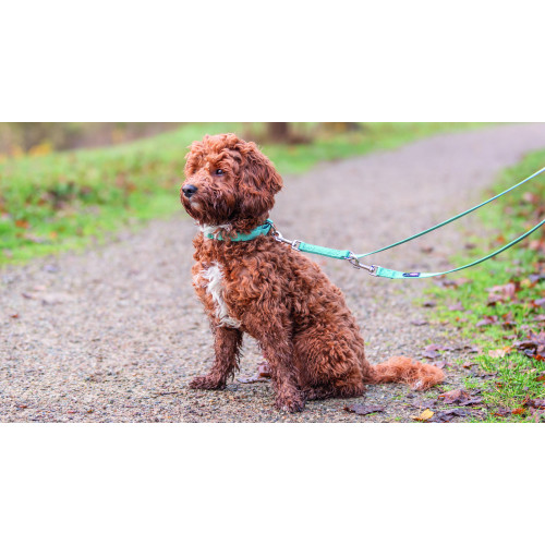 Поводок для собак Trixie Premium регулируемый аква