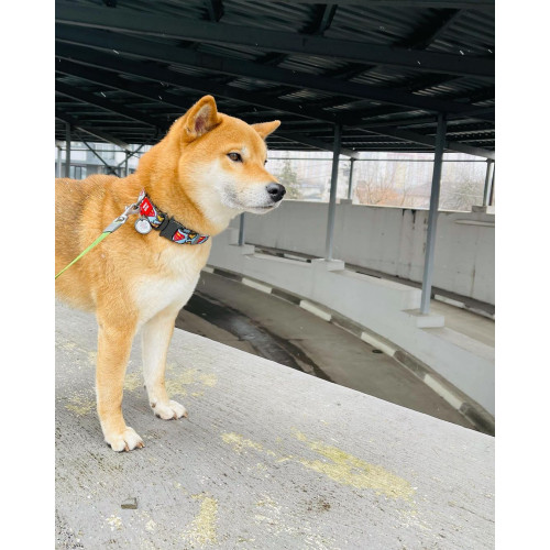 Ошейник для собак нейлоновый WAUDOG Nylon c QR паспортом, рисунок "Супермен", металлический фастекс