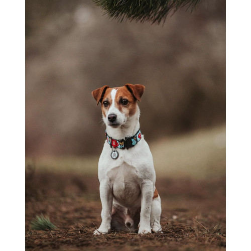 Ошейник для собак нейлоновый WAUDOG Nylon c QR паспортом, рисунок "Супермен", металлический фастекс