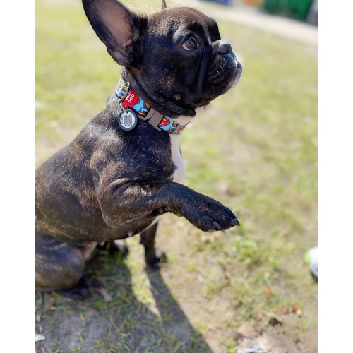 Ошейник для собак нейлоновый WAUDOG Nylon c QR паспортом, рисунок "Супермен", металлический фастекс