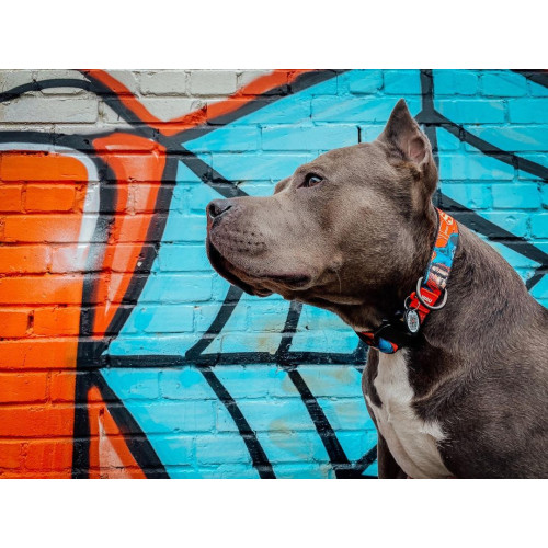 Нашийник для собак нейлоновий WAUDOG Nylon c QR паспортом, малюнок "Супергерой", металевий фастекс