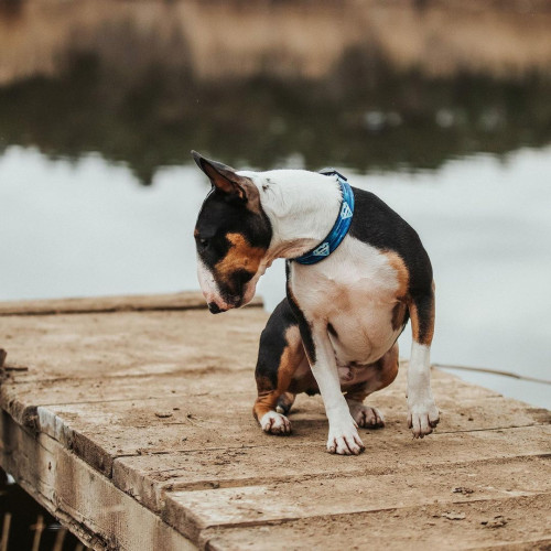 Нашийник для собак нейлоновий WAUDOG Nylon з QR-паспортом, малюнок "Супермен 1", пластиковий фастекс