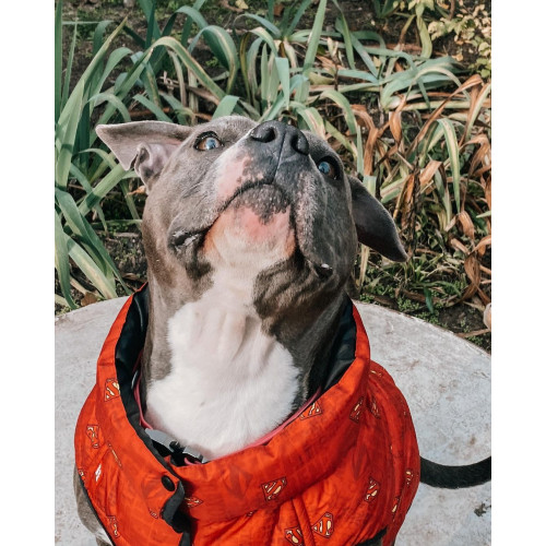 Жилет для собак WAUDOG Clothes DC Comics красного цвета Супермен