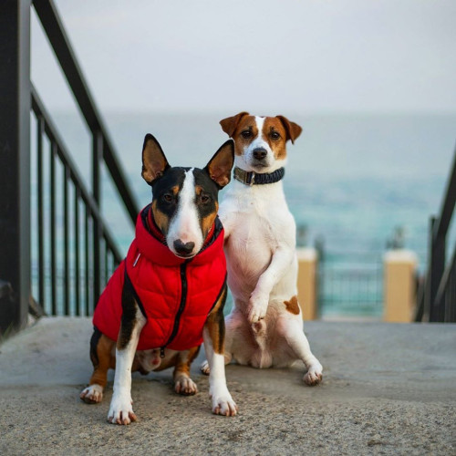 Куртка-жилетка для собак AiryVest двусторонняя красно-черная