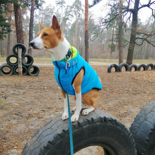 Легкая и теплая двухсторонняя куртка-жилетка для собак AiryVest, салатово-голубая
