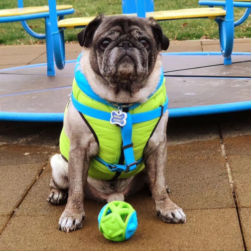 Легкая и теплая двухсторонняя куртка-жилетка для собак AiryVest, салатово-голубая