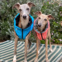 Жилетка для собак AiryVest двухсторонняя Черно-голубая