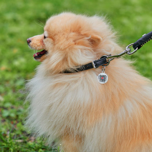 Нашийник для собак WAUDOG Soft шкіряний з QR паспортом, круглий, чорний