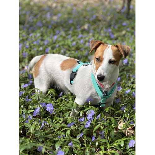 Шлея для собак водостійка WAUDOG Magnet колір "Тіффані"