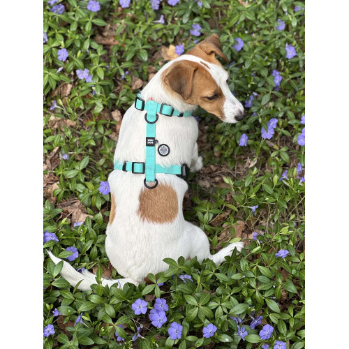 Шлея для собак водостійка WAUDOG Magnet колір "Тіффані"