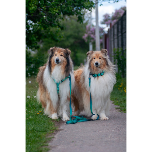 Шлея для собак водостійка WAUDOG Magnet колір "Тіффані"