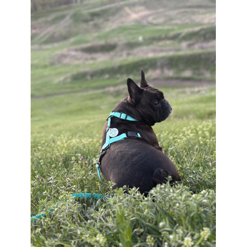 Шлея для собак водостійка WAUDOG Magnet колір "Тіффані"