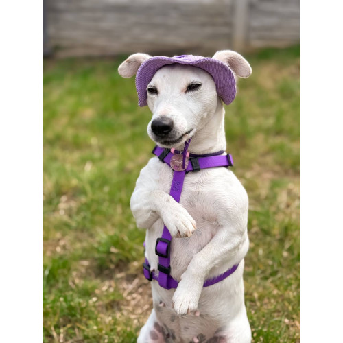 Шлея для собак водостойкая WAUDOG Magnet цвет "Фиолетовый"