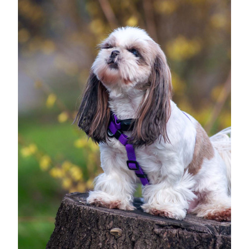 Шлея для собак водостойкая WAUDOG Magnet цвет "Фиолетовый"