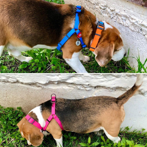 Шлея для собак водостойкая WAUDOG Waterproof с металлическим фастексом "Голубая"