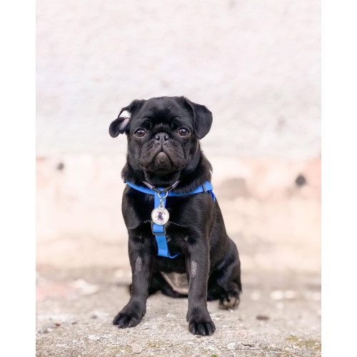 Шлея для собак водостойкая WAUDOG Waterproof с металлическим фастексом "Голубая"