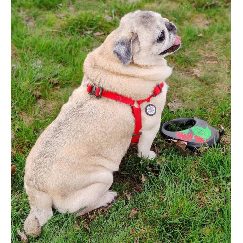 Шлея для собак водостойкая WAUDOG Waterproof с металлическим фастексом "Красная"