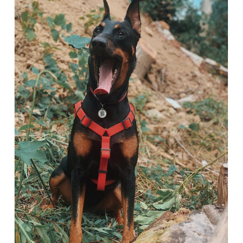 Шлея для собак водостойкая WAUDOG Waterproof с металлическим фастексом "Красная"