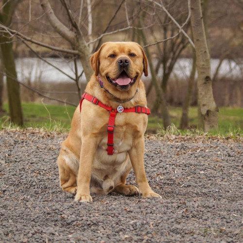 Шлея для собак водостойкая WAUDOG Waterproof с металлическим фастексом "Красная"