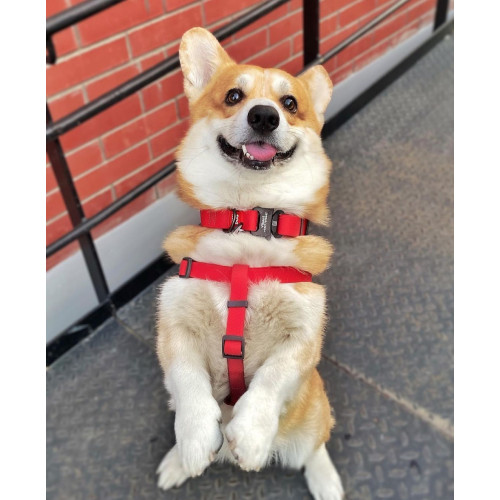 Шлея для собак водостойкая WAUDOG Waterproof с металлическим фастексом "Красная"