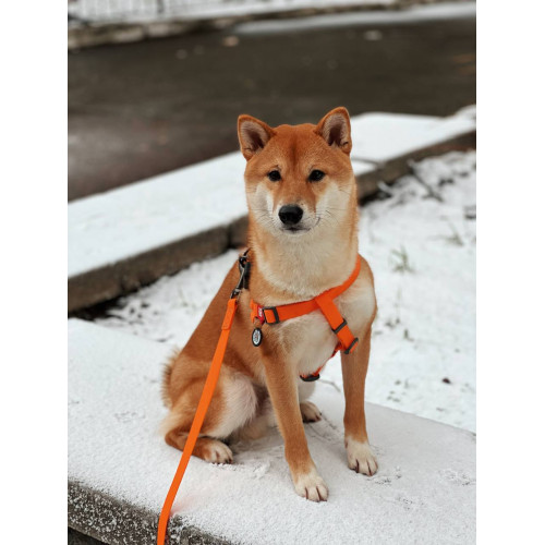 Шлея для собак водостойкая WAUDOG Waterproof с металлическим фастексом "Оранжевая"