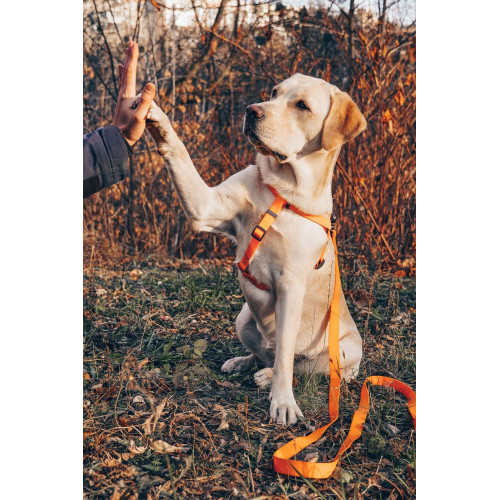 Шлея для собак водостойкая WAUDOG Waterproof с металлическим фастексом "Оранжевая"